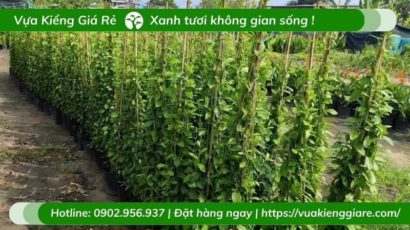 Cây cúc tần Ấn Độ là loại cây được trồng bằng phương pháp giâm cành