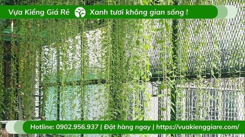 Ngoài việc đem đến vẻ đẹp thì loại cây còn thu hút tài lộc và sức khỏe cho những người thuộc mệnh mộc và thổ.