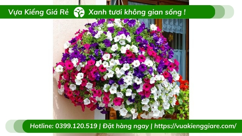 cây dạ yến thảo
