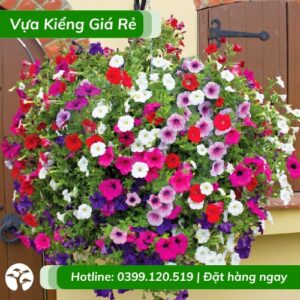 cây dạ yến thảo