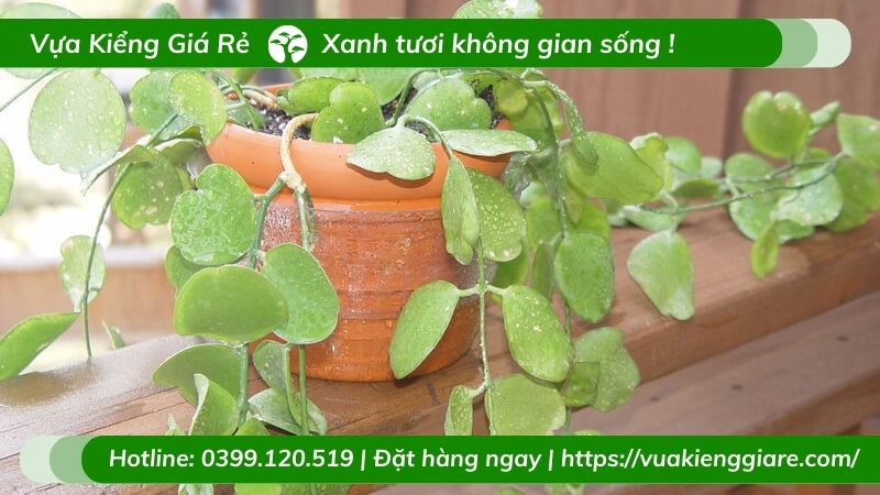 Cây đô la trồng chậu treo trước nhà