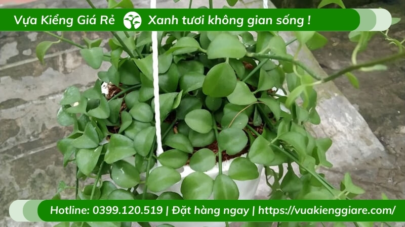 Cây đô la trồng chậu treo trước nhà