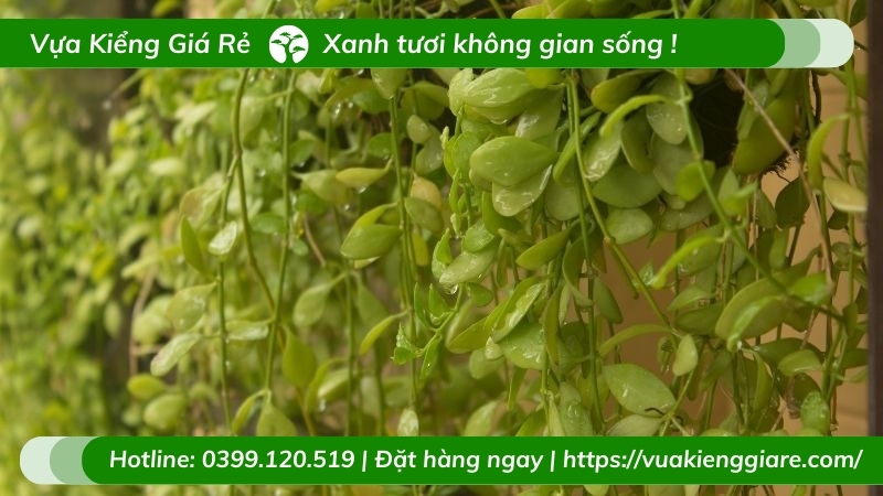 Cây đô la trồng chậu treo trước nhà
