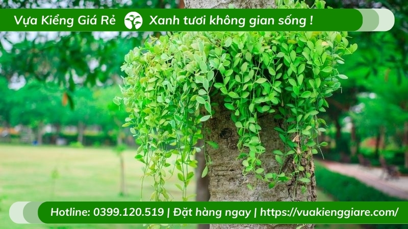 Cây đô la trồng chậu treo trước nhà