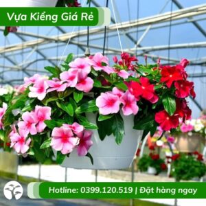 cây dừa cạn