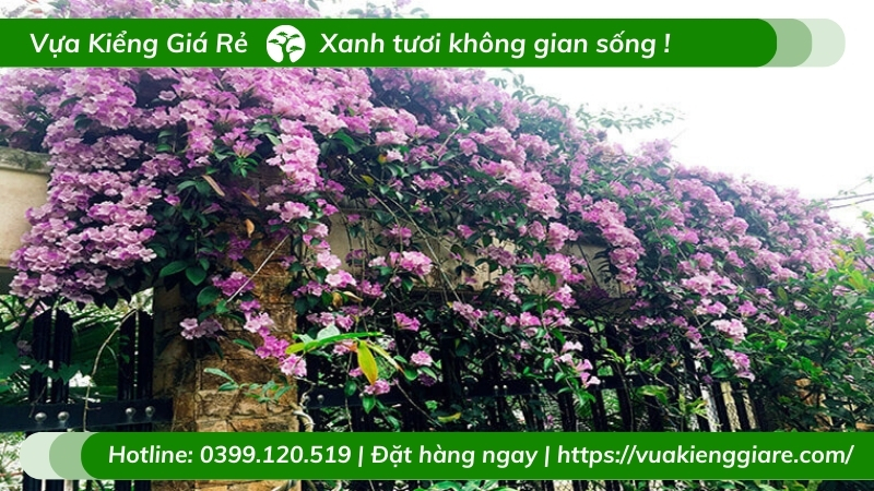 Top cây trồng làm hàng rào
