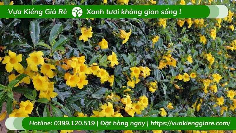 Cây Huỳnh Anh Hoa Vàng | Vựa Kiểng Giá Rẻ