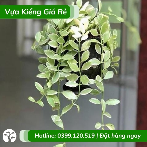 cây lan hạt dưa cẩm thạch