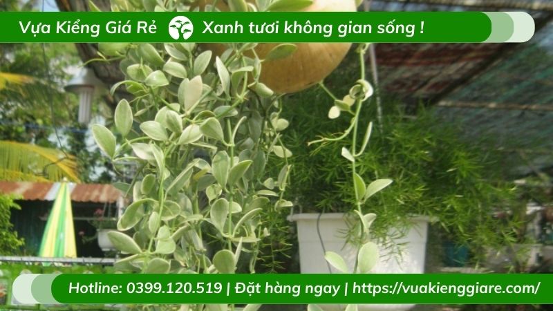 cây lan hạt dưa cẩm thạch