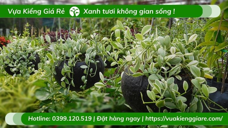 cây lan hạt dưa cẩm thạch