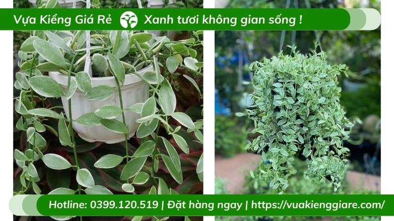 cây lan hạt dưa cẩm thạch