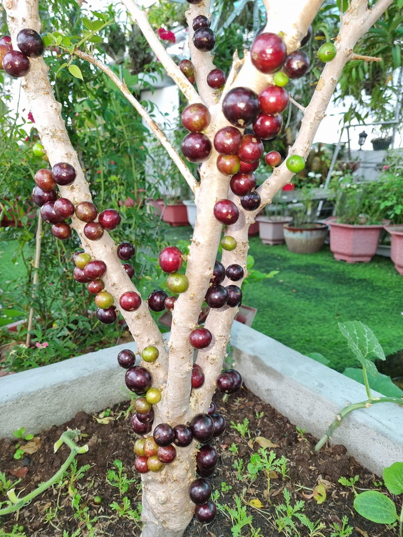 Cây nho thân gỗ có trái