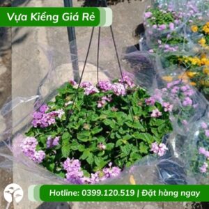 cây trâm ổi tím