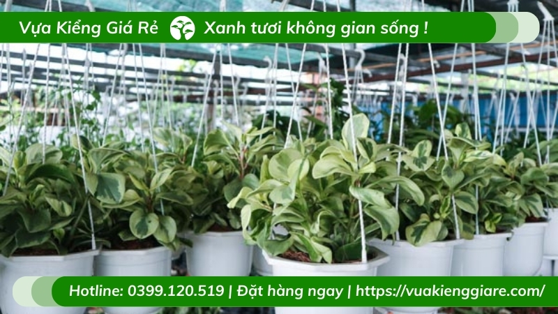 cách chăm sóc cây trường sinh