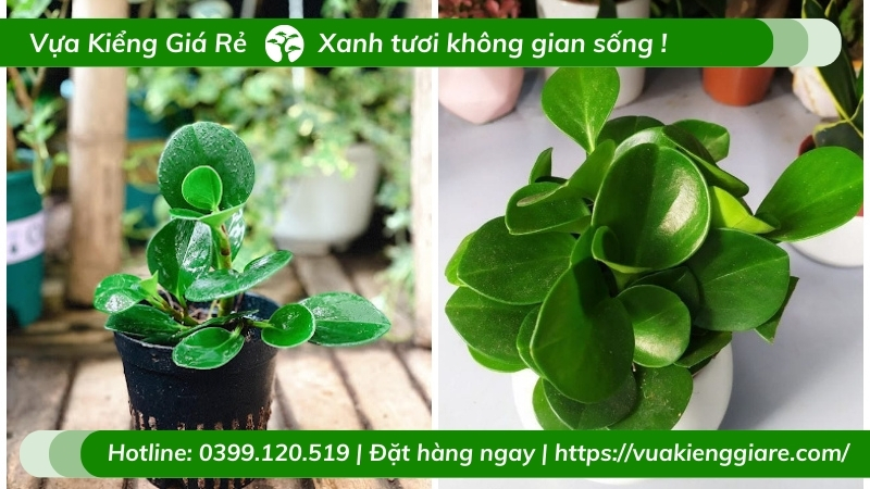 cách chăm sóc cây trường sinh