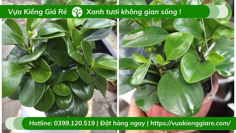 cách chăm sóc cây trường sinh