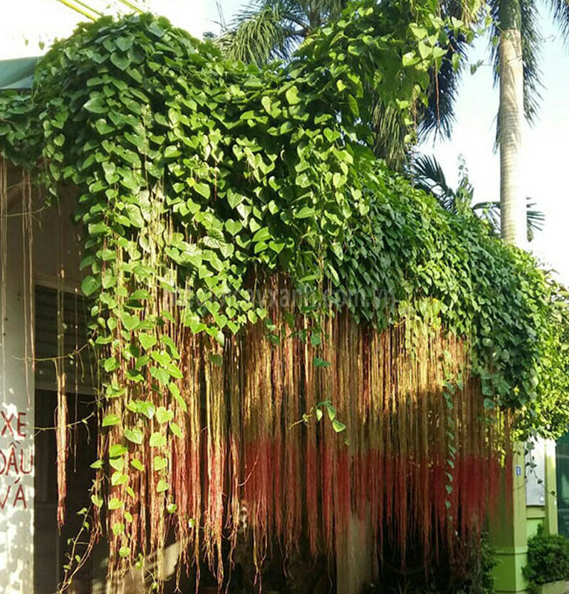 Dây leo giàn liêm hồ đằng - cây tơ hồng