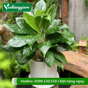 Cây bạch mã trồng chậu để bàn