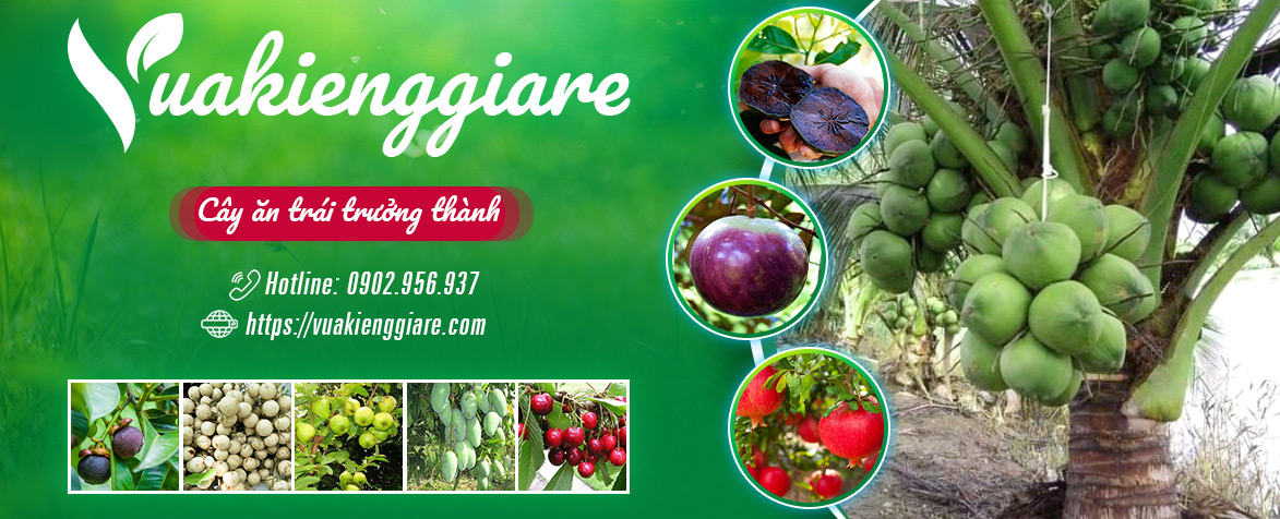 banner cây ăn trái trưởng thành