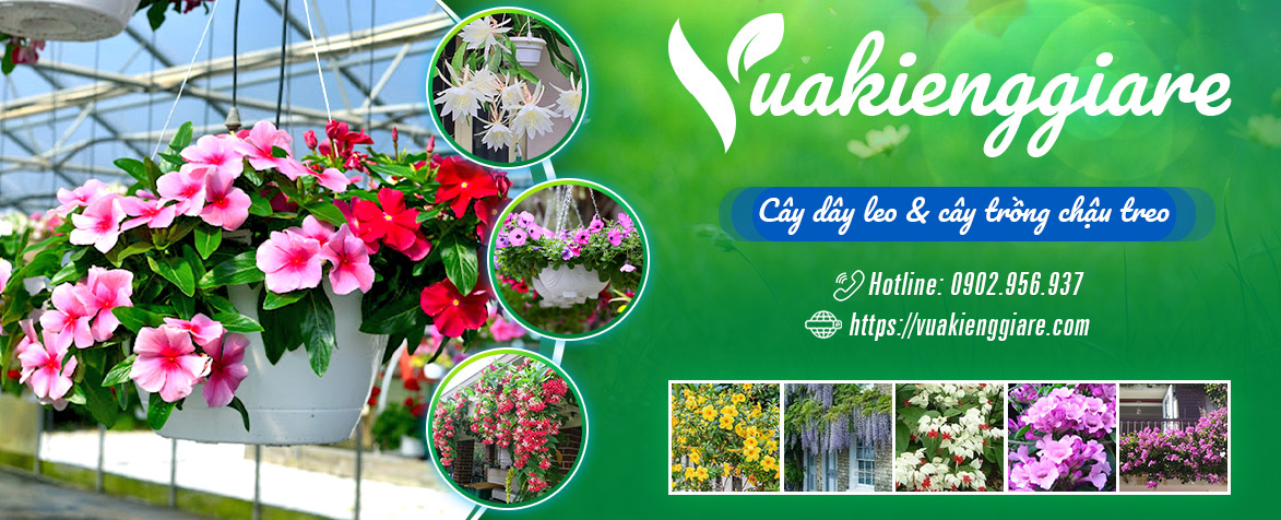 banner cây dây leo và cây trồng chậu treo