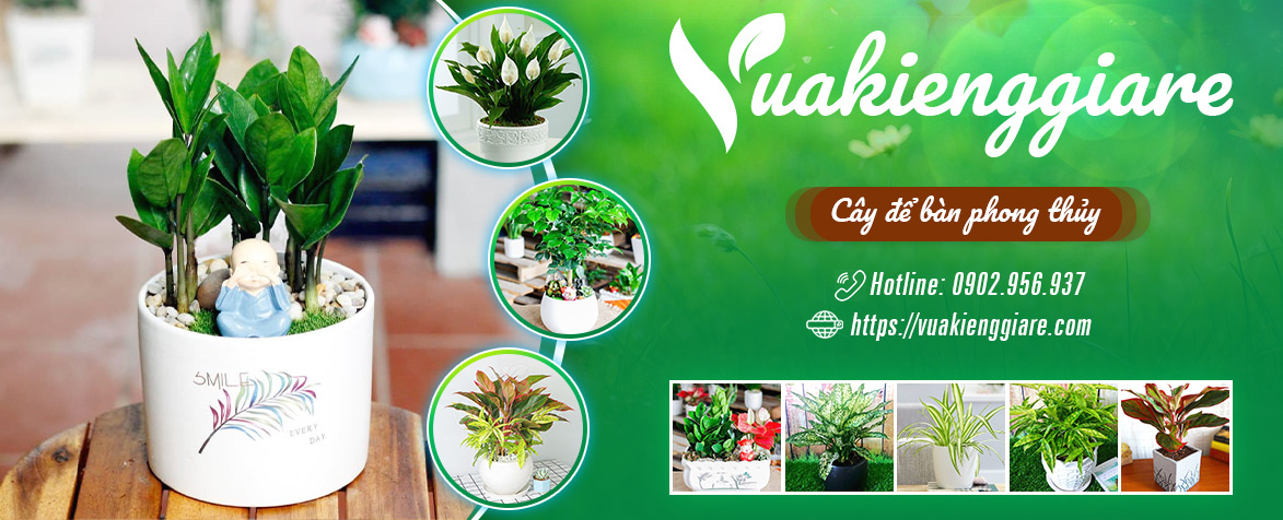 banner cây để bàn phong thủy