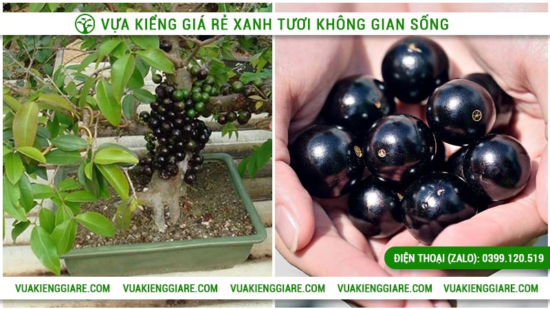 Nho thân gỗ tứ quý trồng bao lâu có trái?