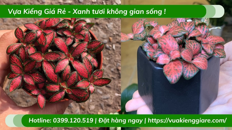 Cẩm nhung đỏ trồng chậu nhỏ để bàn