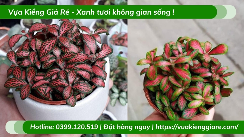Cẩm nhung đỏ trồng chậu nhỏ để bàn