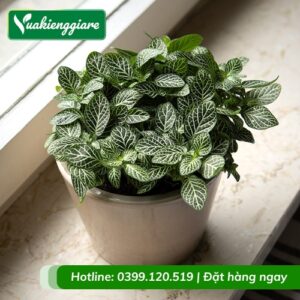 Cẩm nhung xanh trồng chậu để bàn