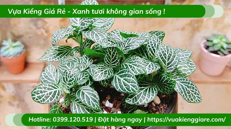 Cẩm nhung xanh trồng chậu để bàn