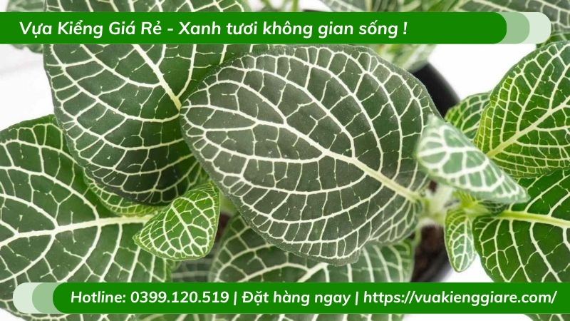 Cẩm nhung xanh trồng chậu để bàn