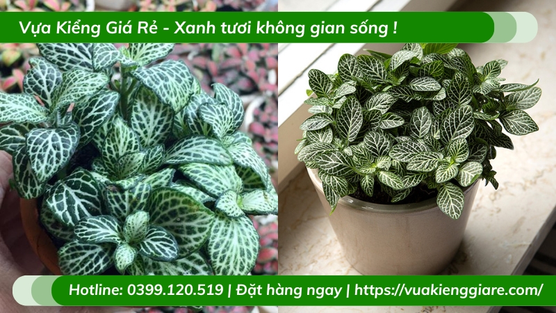 Cẩm nhung xanh trồng chậu để bàn