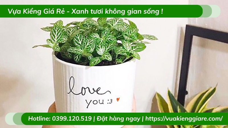 Cẩm nhung xanh trồng chậu để bàn
