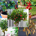 cây ăn trái giống nhỏ