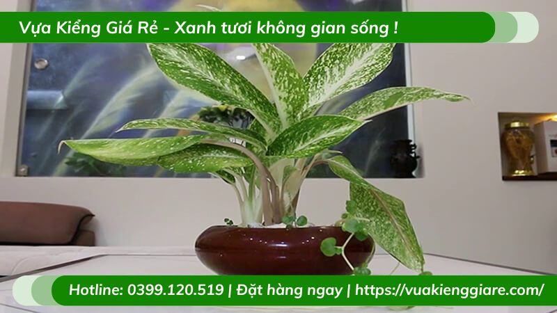 Cây bạch mã trồng chậu để bàn