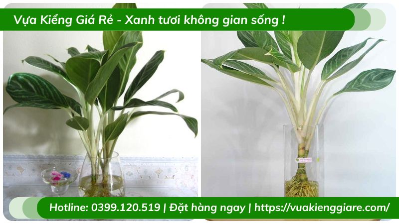 Cây bạch mã trồng chậu để bàn