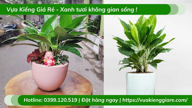 Cây bạch mã trồng chậu để bàn