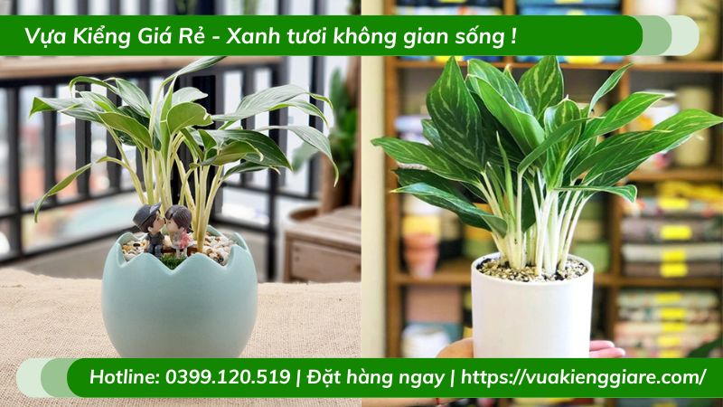 Cây bạch mã trồng chậu để bàn
