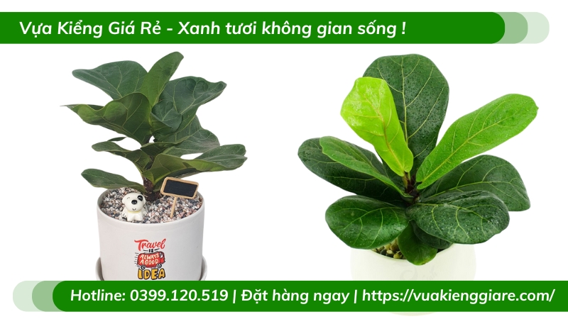 Cây bàng singapore chậu nhỏ để bàn