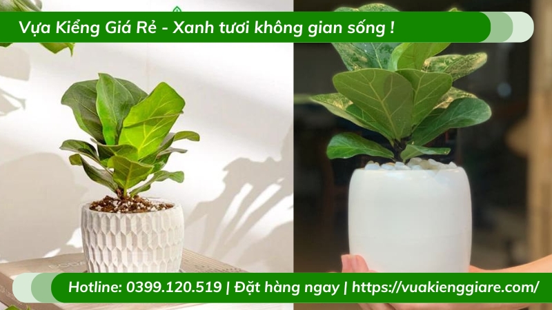 Cây bàng singapore chậu nhỏ để bàn