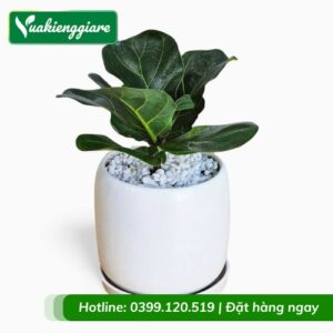 Cây bàng singapore chậu nhỏ để bàn