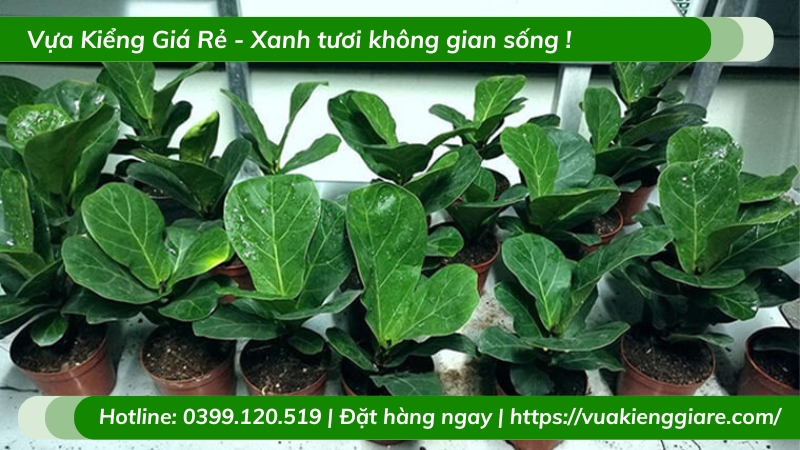 Cây bàng singapore chậu nhỏ để bàn