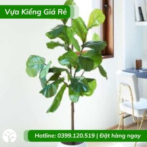 Cây bàng singapore - bàng lá to sang trọng