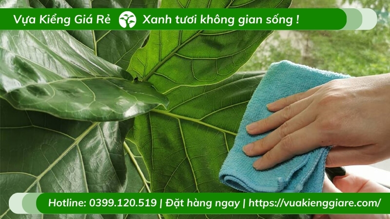 Cây bàng singapore - bàng lá to sang trọng