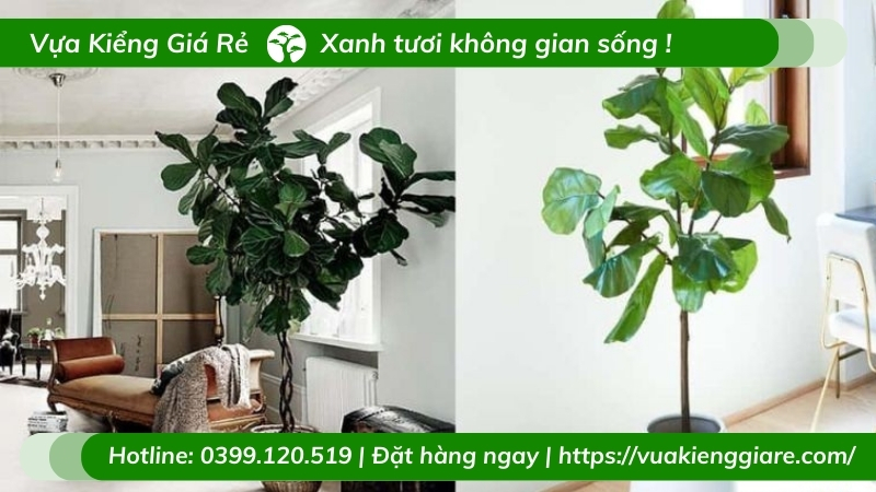 Cây bàng singapore - bàng lá to sang trọng