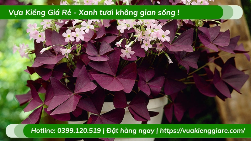 Cây bướm đêm trồng chậu để bàn