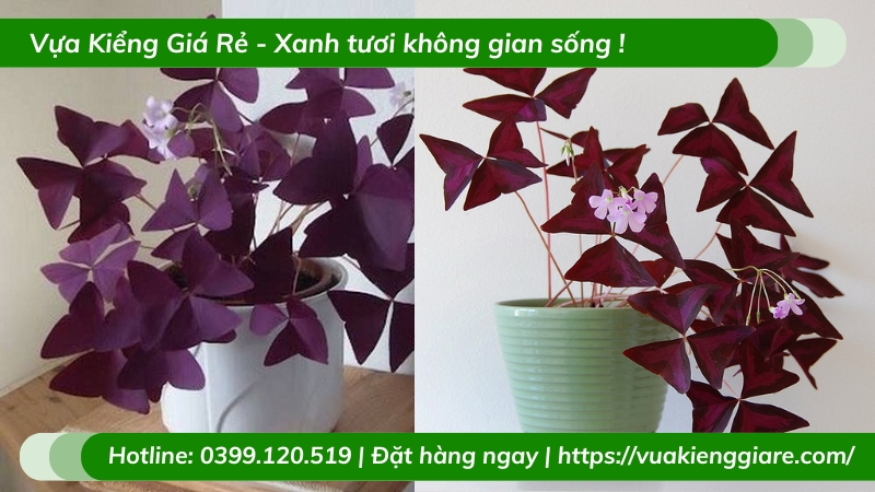 Cây bướm đêm trồng chậu để bàn