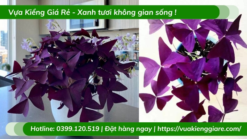 Cây bướm đêm trồng chậu để bàn