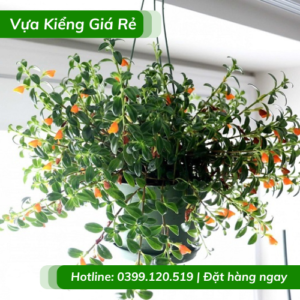 cây cá vàng chậu treo