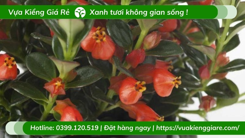 cây cá vàng chậu treo